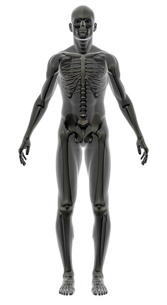 istock Human body of a man with skeleton for study 172148937
