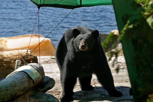 Huge Black Bear walking into campsite looking for food. Shot on Crooked Lake (Friday Bay) in the Boundary Waters Canoe Area in Minnesota just feet from the Canadian border. Please see portfolio for similar photos.