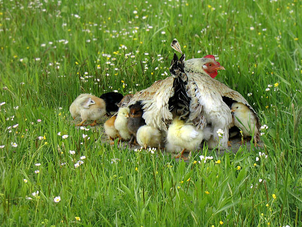 Matka hen ochrony piskląt – zdjęcie