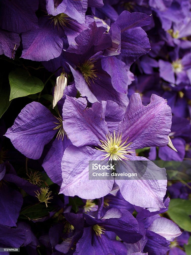 Roxo Clematite - Foto de stock de Cabeça da flor royalty-free