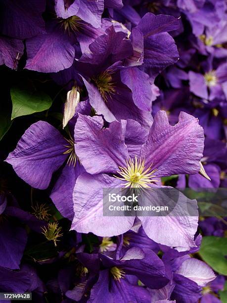 Foto de Roxo Clematite e mais fotos de stock de Cabeça da flor - Cabeça da flor, Calor, Clematite