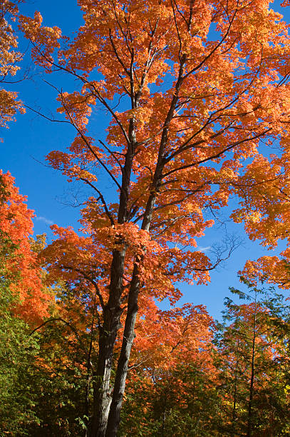 オレンジ色のメープルの木 - leaf toronto autumn maple tree ストックフォトと画像
