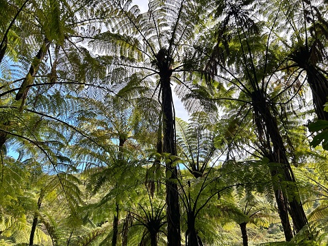 Looking up in a canopy of native New Zealand 'Punga' Tree Ferns. Punga (Ponga) is the Maori word for Tree Fern. The Punga is also more commonly known as a Silver Fern (Cyathea dealbata).