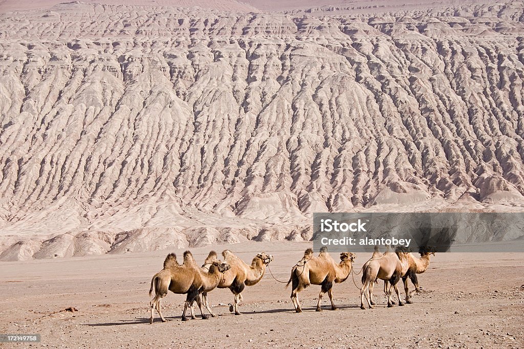 Ligne de chameaux de Bactriane de la Chine (Province du XInjiang - Photo de Désert de Gobi libre de droits