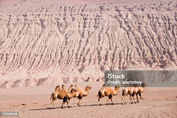 Photo libre de droit de Ligne De Chameaux De Bactriane De La Chine Province Du Xinjiang banque d'images et plus d'images libres de droit de Désert de Gobi