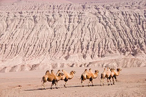 Line of Bactrian Camels in China / XInjiang Province against the desert hills.More Xinjiang photos are in