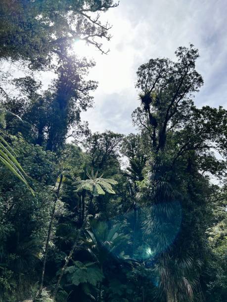 istock New Zealand Native Forest Background with Solar Flare 1721497735