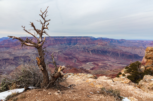 Dead tree in winter, South Rim of the Grand Canyon. Snow on ground. Canyon and cloudy sky in the background.