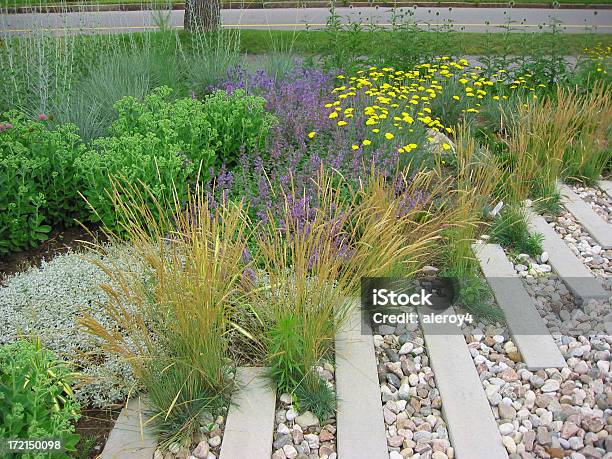 Dry Garten Stockfoto und mehr Bilder von Ausgedörrt - Ausgedörrt, Blume, Blumenbeet