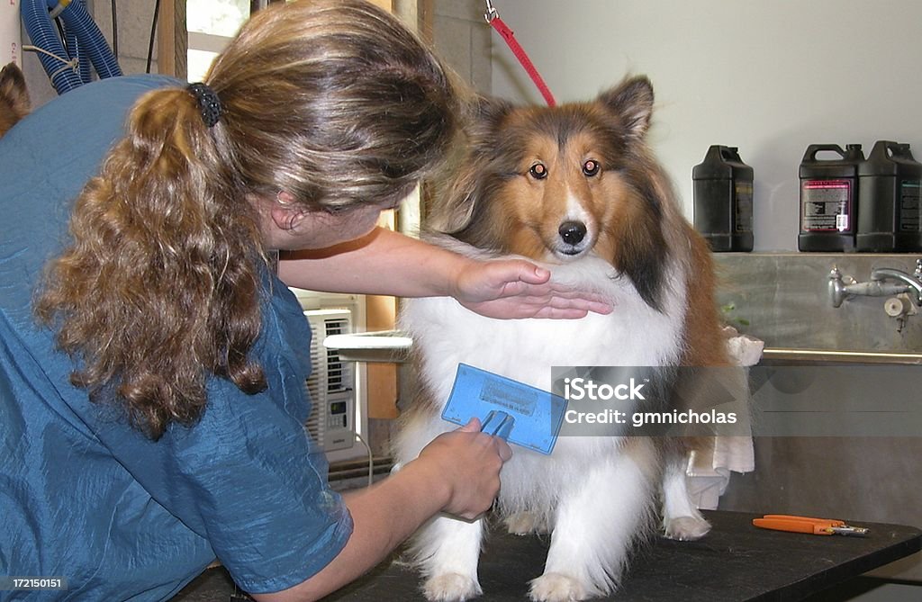 Hund Pflege - Lizenzfrei Collie Stock-Foto