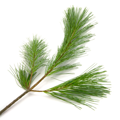 Pine tree branch isolated on a white background.