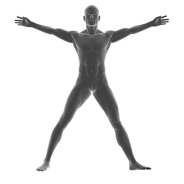 corpo humano de um homem para estudo - arms outstretched men anatomy front view imagens e fotografias de stock