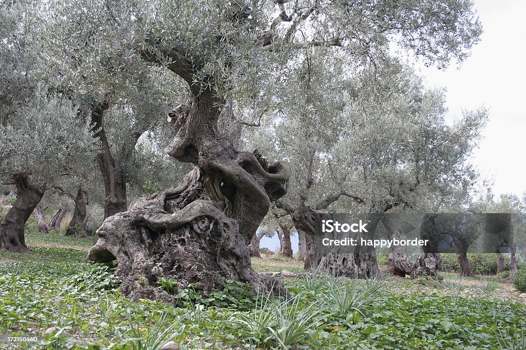 Molto vecchi alberi oilve - Foto stock royalty-free di Ulivo