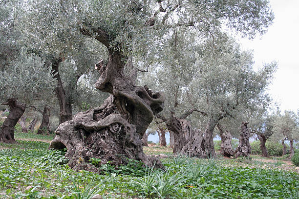 に古い oilve の木 - olive tree tree root old ストックフォトと画像