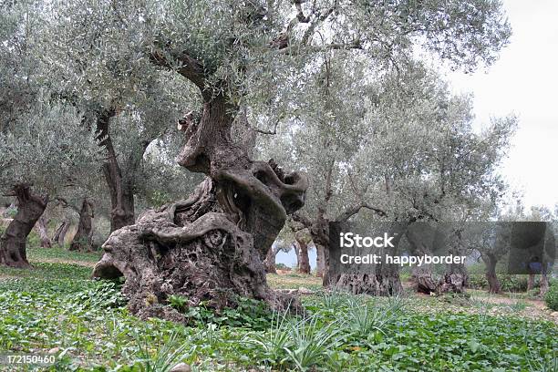 に古い Oilve の木 - オリーブの木のストックフォトや画像を多数ご用意 - オリーブの木, 根, 古い