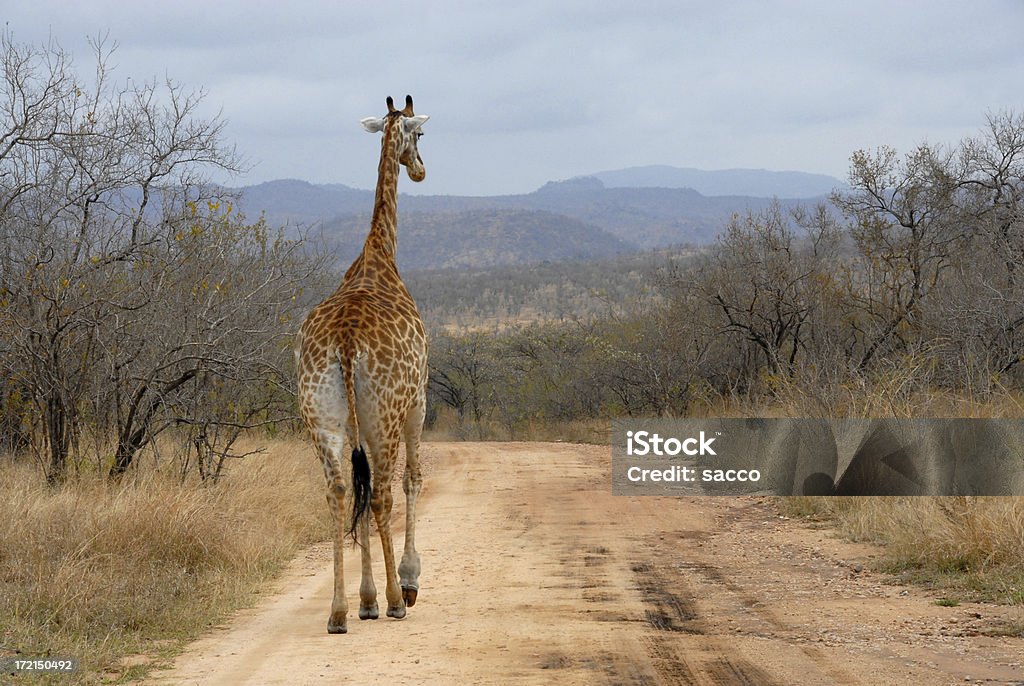 Sinuoso girafa caminhando pela estrada não pavimentada - Foto de stock de Girafa royalty-free