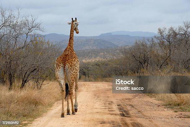 Foto de Sinuoso Girafa Caminhando Pela Estrada Não Pavimentada e mais fotos de stock de Girafa