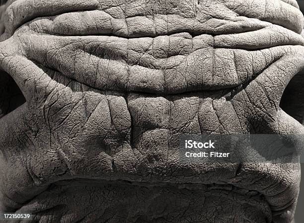 Rhino Nose Stock Photo - Download Image Now - Rhinoceros, Animal Wildlife, Cowhide