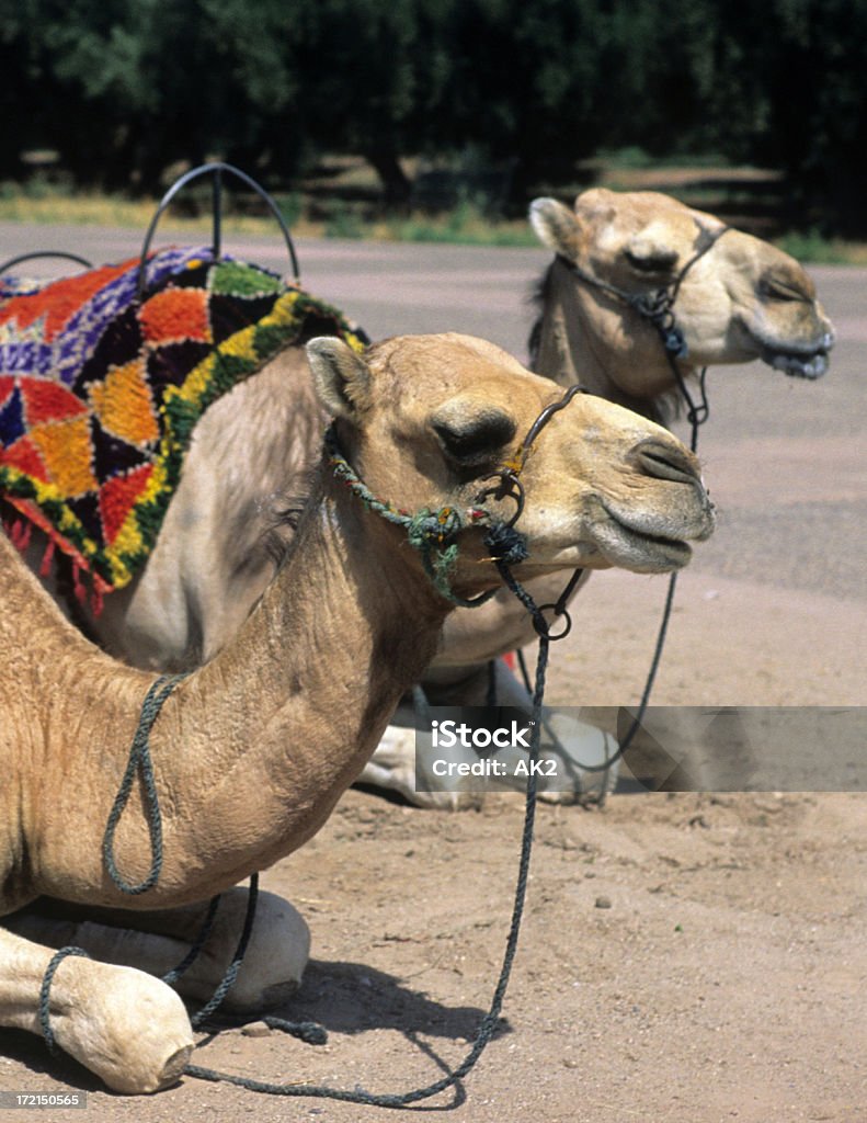 Camels em Marraquexe-Marrocos - Royalty-free Animal Foto de stock
