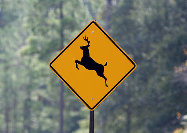 istock Watch for Deer Sign 172150658