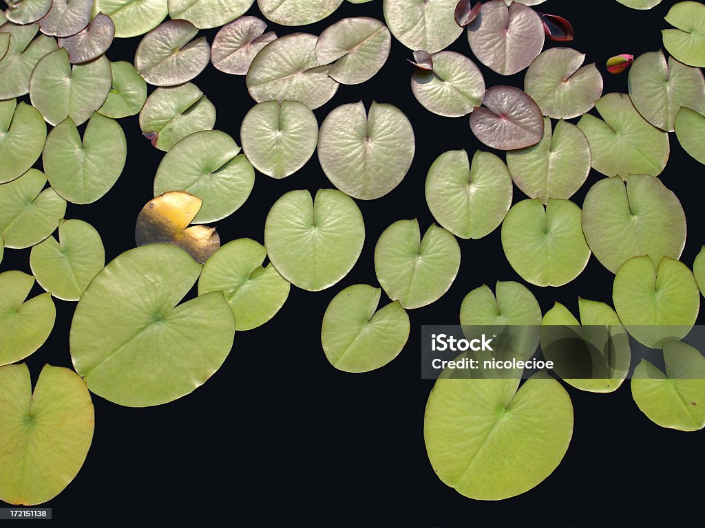 Lilypads - Foto de stock de Nenúfar libre de derechos