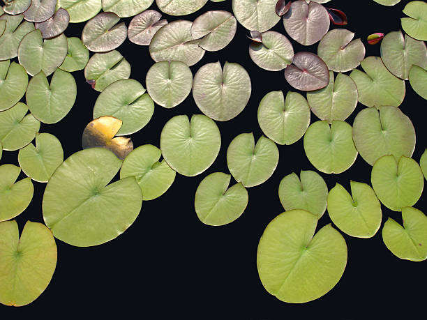A close-up of multiple lily pads on a lake stock photo