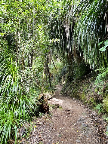 A pathway leads through native New Zealand flora in summer. Taken in the Nelson/ Tasman District of the Top of the South Island of New Zealand.