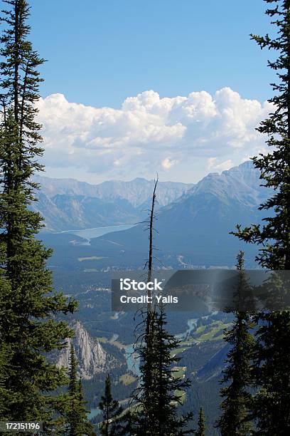 Banff - Fotografie stock e altre immagini di 2000-2009 - 2000-2009, Albero, Alberta