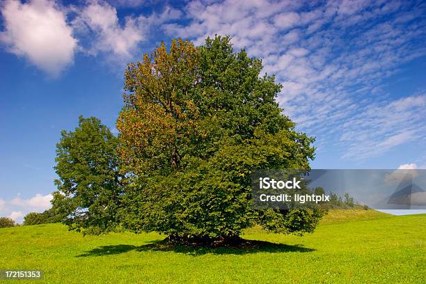 Summer Tree - Fotografie stock e altre immagini di Affettuoso - Affettuoso, Albero, Ambientazione esterna