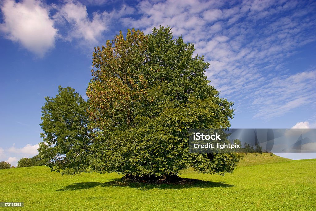 Летом дерево - Стоковые фото Большой роялти-фри