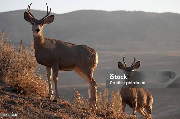 Ciervo Mulo Foto de stock y más banco de imágenes de Ciervo mulo - Ciervo mulo, Aire libre, Animal