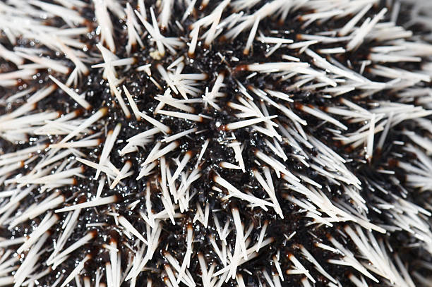 sea urchin close up stock photo