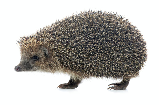 Extreme closeup of a hedgehog