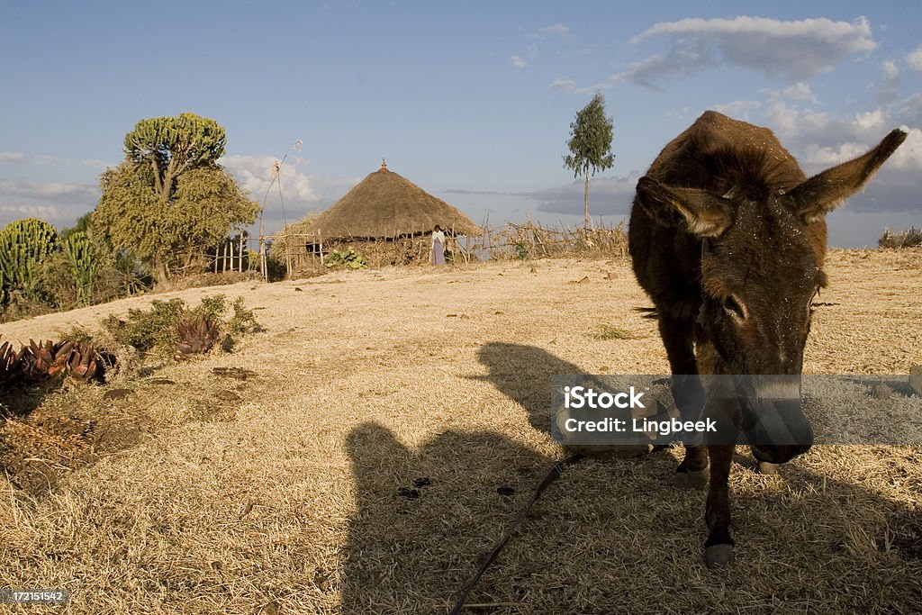 Ethiopian landscape with a hut Landscape in Ethiopia with typical african hut and some farming. In the background are the cliffs of the valley around Debre Libanos. Accuracy Stock Photo