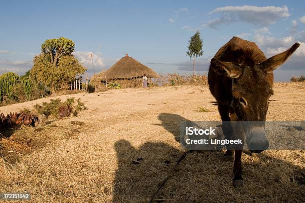 Ethiopian Landscape With A Hut Stock Photo - Download Image Now - Accuracy, Africa, African Culture