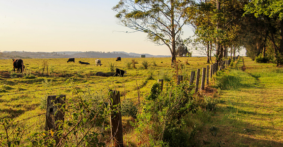 A paddock of cattle scatted throughout a well-grasses paddock with trees, hut and fence in golden afternoon light.
