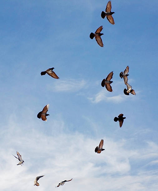 Pigeons in the Sky