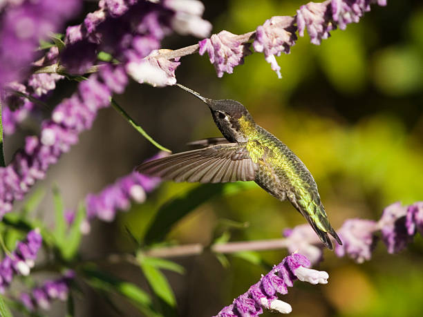 Hummingbird feeding stock photo