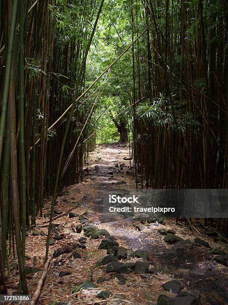 Bambus Las Szlak Park Narodowy Haleakala Hana Maui Na Hawajach - zdjęcia stockowe i więcej obrazów Badanie