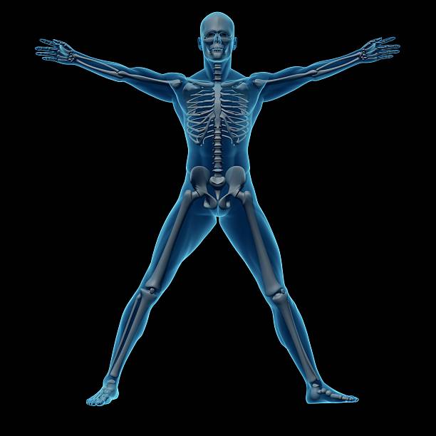 menschlichen körper eines mannes mit skelett für studie - arms outstretched men anatomy front view stock-fotos und bilder