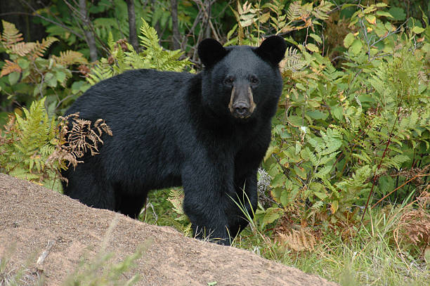 Black Bear eating Trash from trash can at edge of road in Upstate New York.