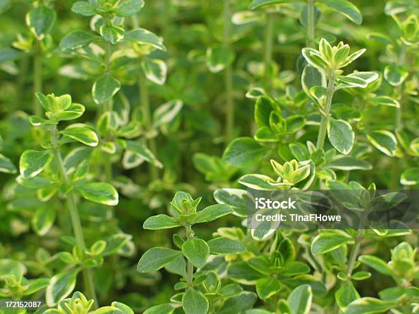 Photo libre de droit de Anoli Thym banque d'images et plus d'images libres de droit de Blanc - Blanc, Condiments et aromates, Couleur verte