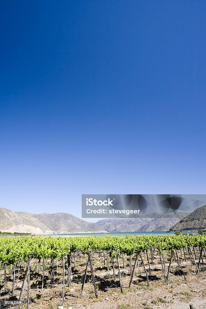Paisaje de viñedos, Chile - Foto de stock de Agricultura libre de derechos