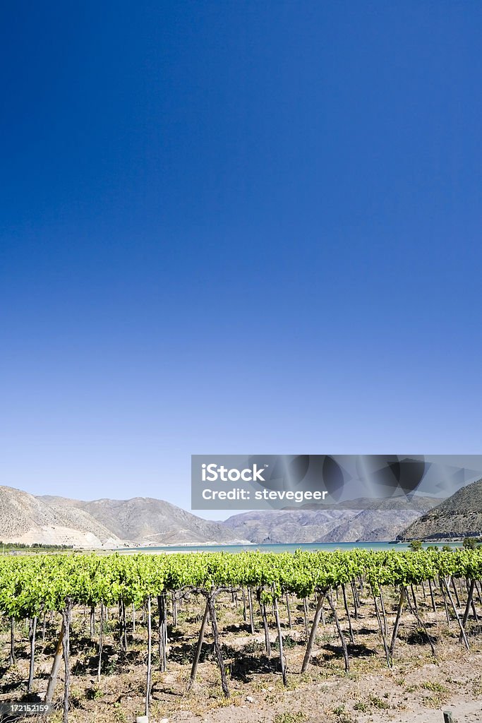 Vineyard Landscape, Chile  Agriculture Stock Photo