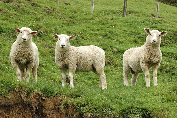three lambs stock photo