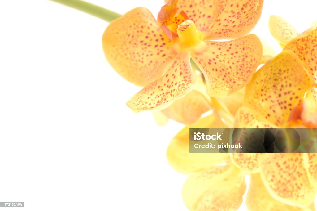 Flowers Yellow Orchid. Beauty Stock Photo