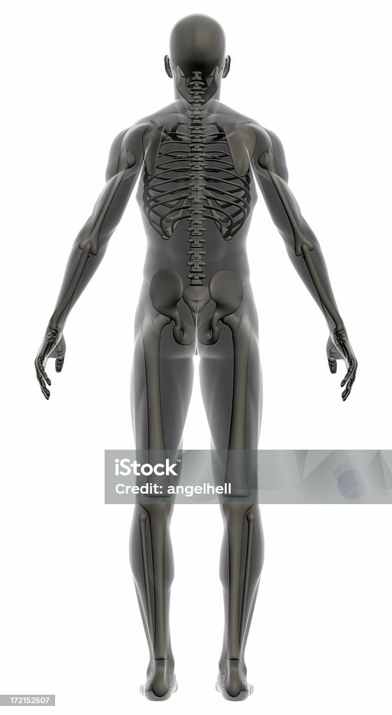 Cuerpo humano de un hombre con el esqueleto durante el estudio - Foto de stock de Anatomía libre de derechos