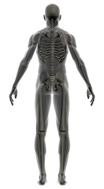 istock Human body of a man with skeleton for study 172152507