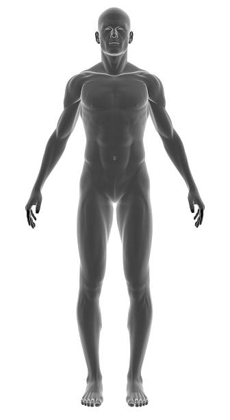 istock Human body of a man for study 172152508