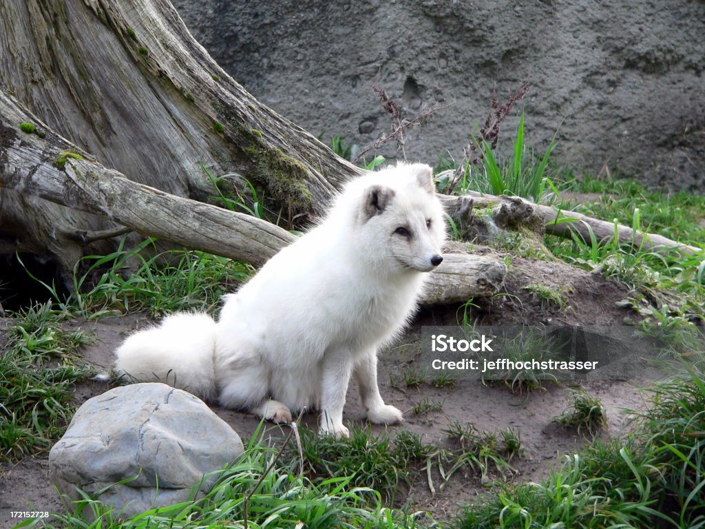 Arctic Fox A white arctic fox. Arctic Fox Stock Photo